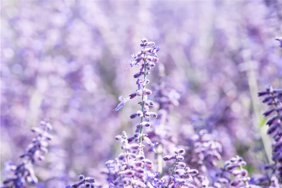 Perovskia atriplicifolia 'Lacey Blue'®