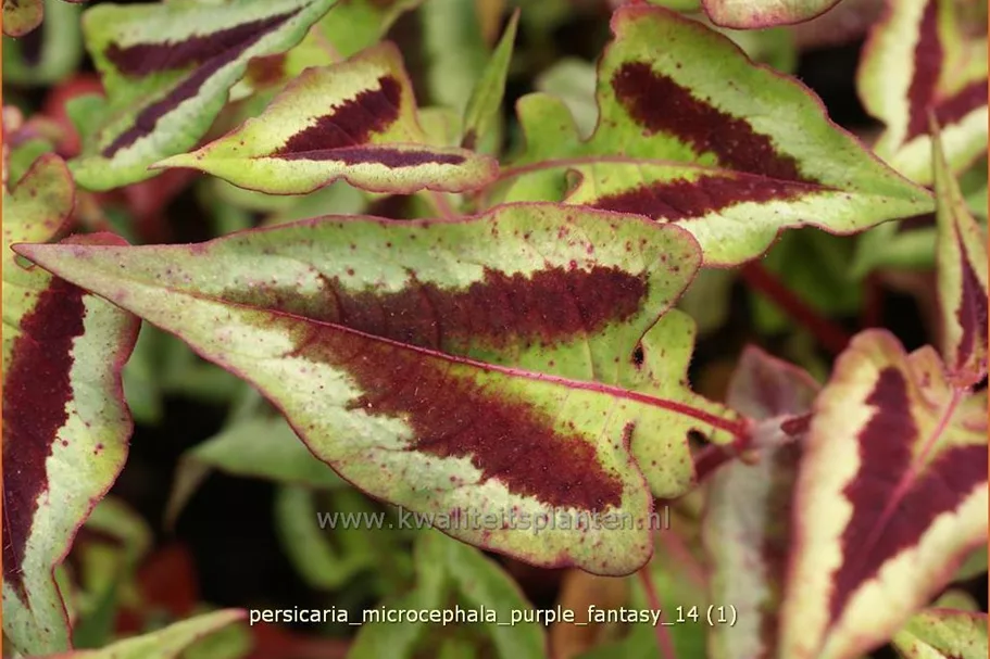 Persicaria microcephala 'Purple Fantasy'