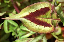 Persicaria microcephala 'Purple Fantasy'