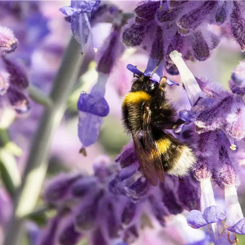 Perovskia atriplicifolia 'Lacey Blue'®