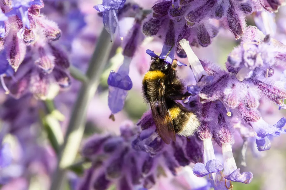 Perovskia atriplicifolia 'Lacey Blue'®