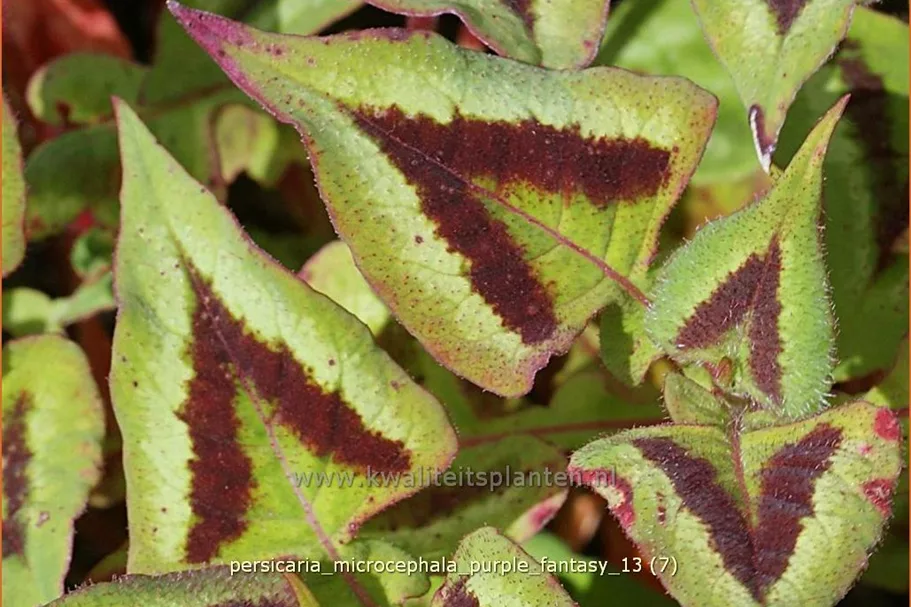 Persicaria microcephala 'Purple Fantasy'