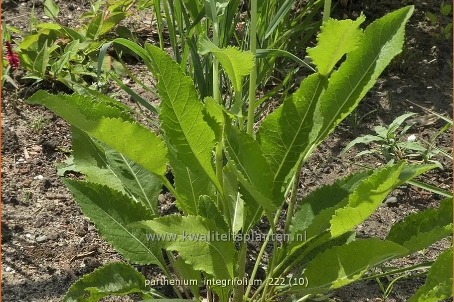 Parthenium integrifolium