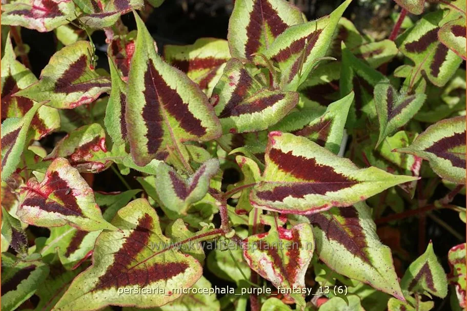 Persicaria microcephala 'Purple Fantasy'