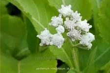 Parthenium integrifolium