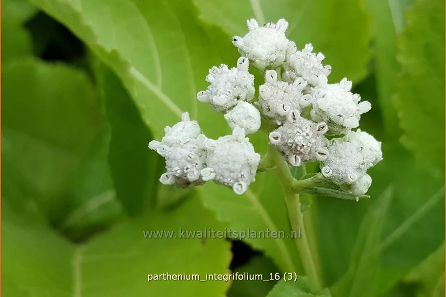 Parthenium integrifolium