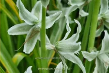 Ornithogalum nutans