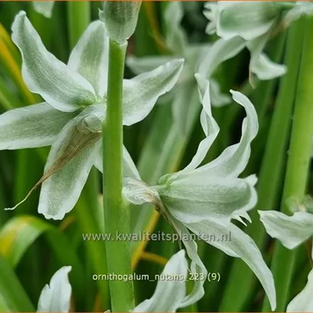 Ornithogalum nutans