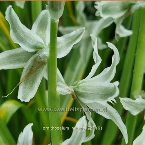 Ornithogalum nutans