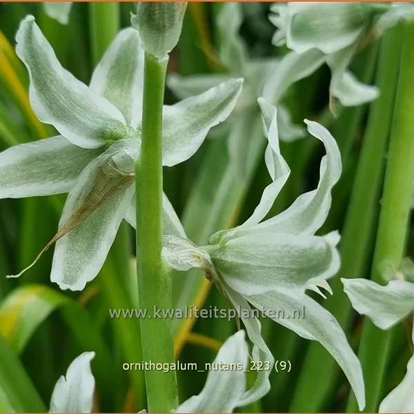 Ornithogalum nutans