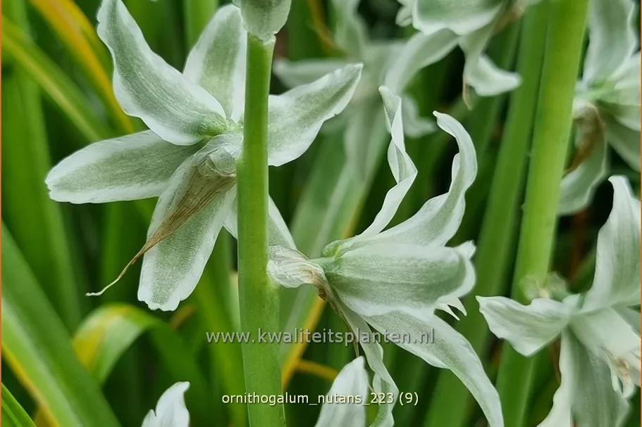 Ornithogalum nutans