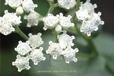 Parthenium integrifolium