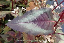 Persicaria microcephala 'Red Dragon'