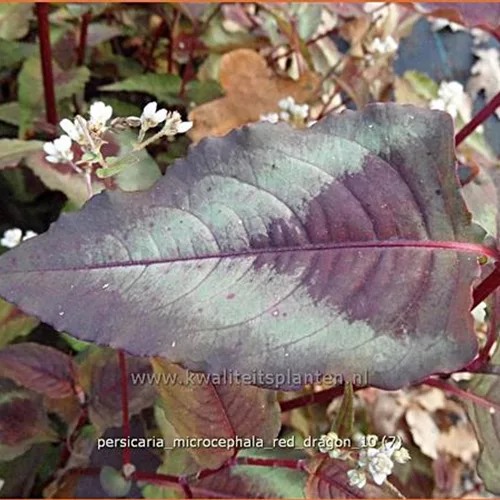 Persicaria microcephala 'Red Dragon'