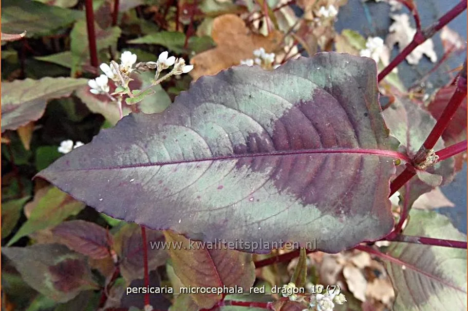 Persicaria microcephala 'Red Dragon'
