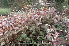 Persicaria microcephala 'Red Dragon'
