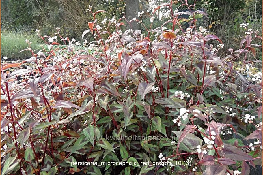 Persicaria microcephala 'Red Dragon'
