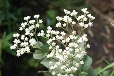 Parthenium integrifolium