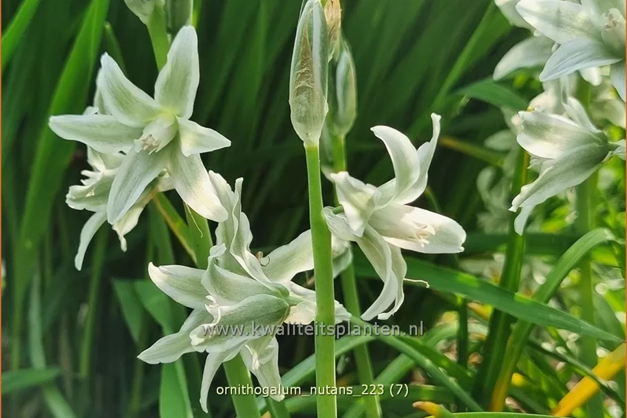 Ornithogalum nutans