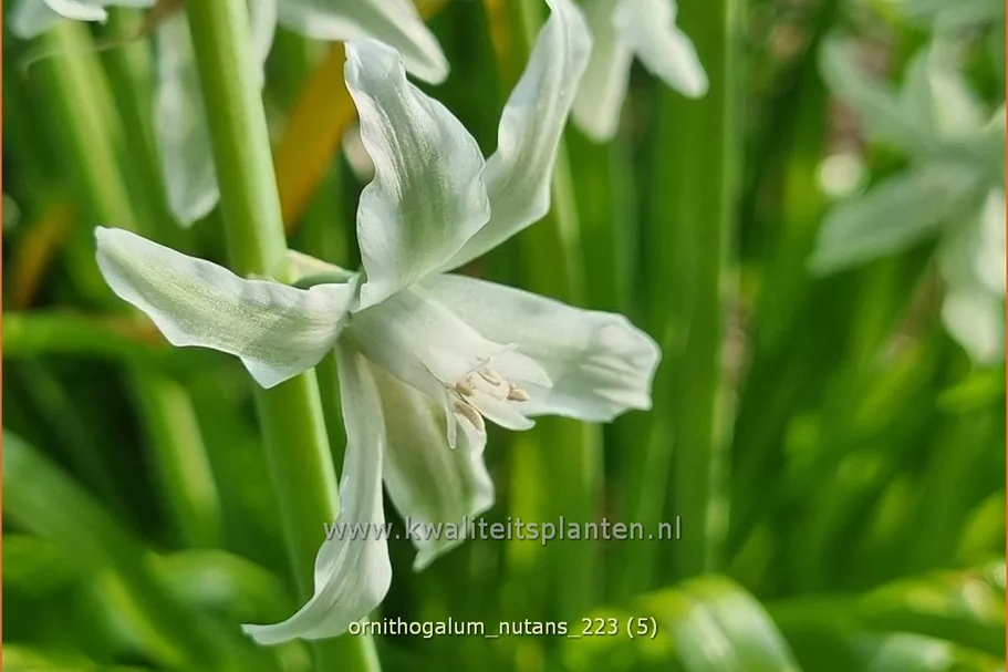 Ornithogalum nutans