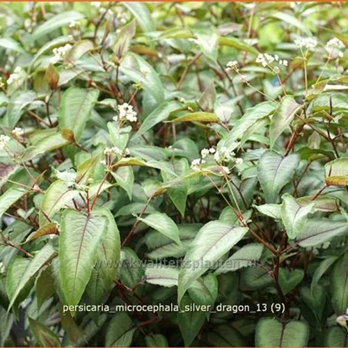 Persicaria microcephala 'Silver Dragon'