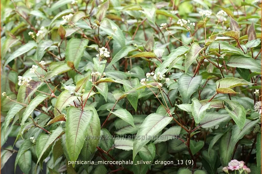 Persicaria microcephala 'Silver Dragon'