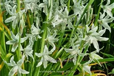 Ornithogalum nutans