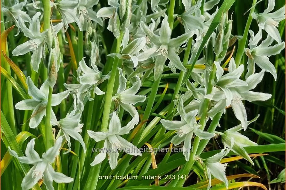 Ornithogalum nutans