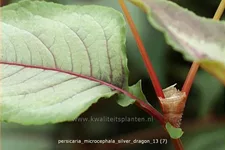 Persicaria microcephala 'Silver Dragon'