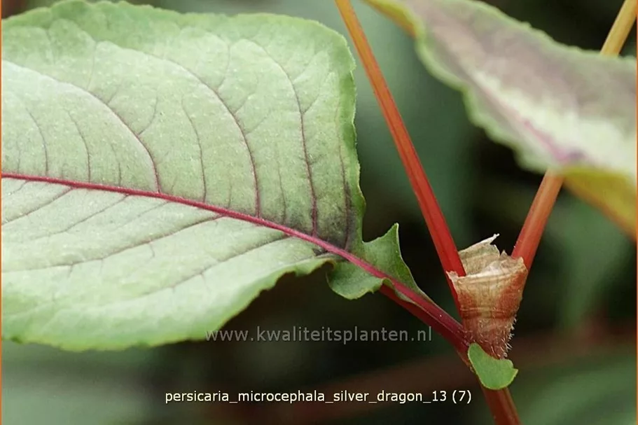 Persicaria microcephala 'Silver Dragon'