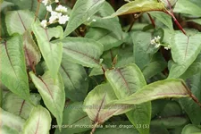 Persicaria microcephala 'Silver Dragon'