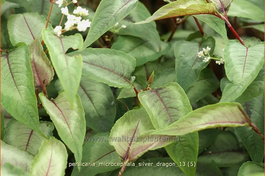 Persicaria microcephala 'Silver Dragon'