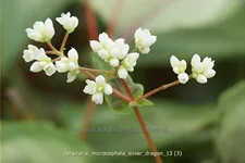 Persicaria microcephala 'Silver Dragon'