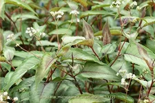 Persicaria microcephala 'Silver Dragon'