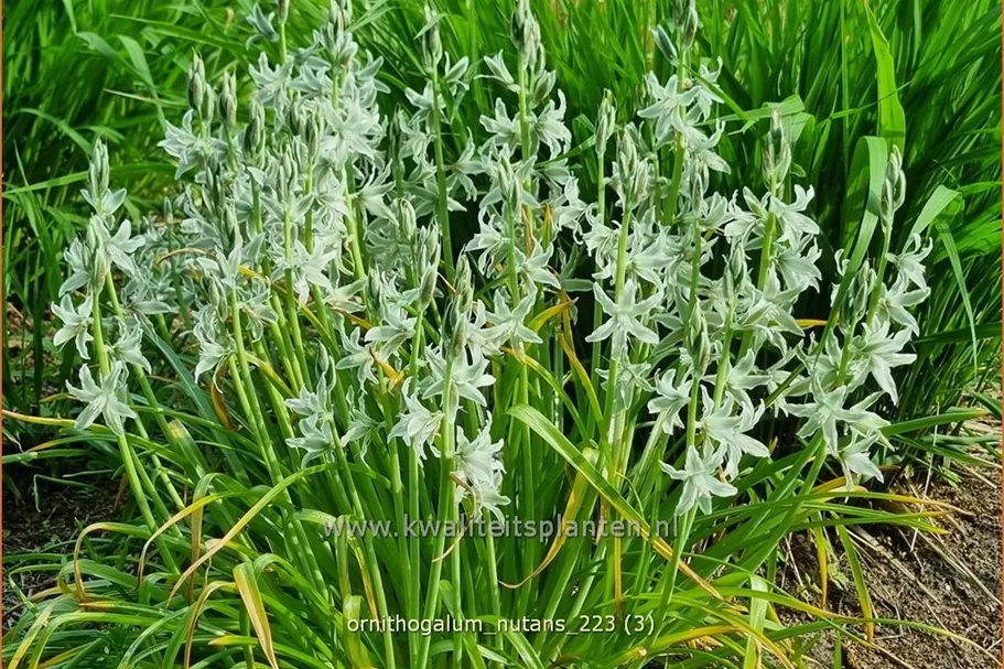 Ornithogalum nutans