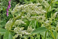 Persicaria polymorpha