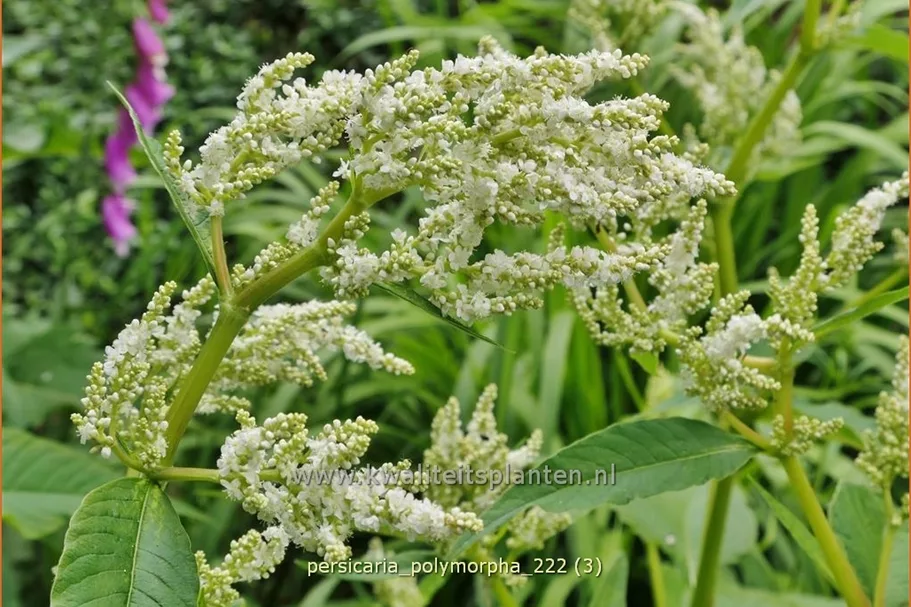 Persicaria polymorpha