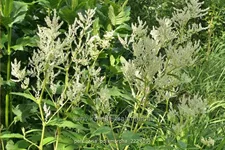 Persicaria polymorpha