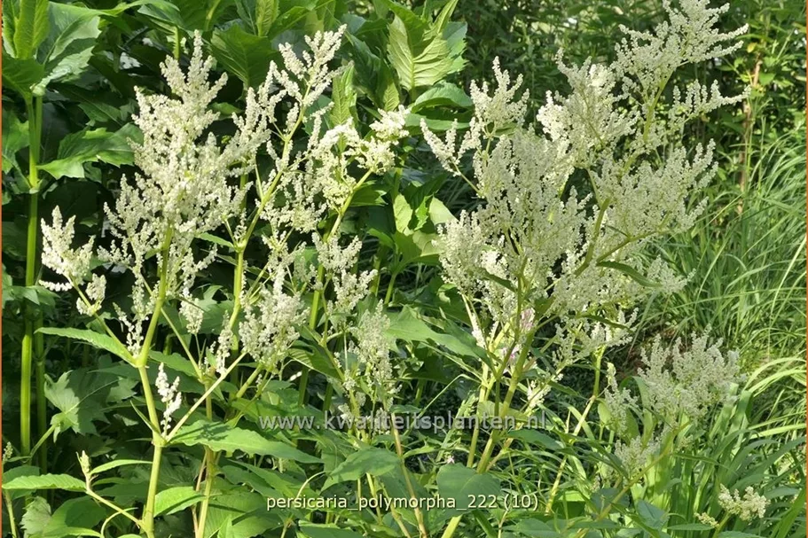 Persicaria polymorpha
