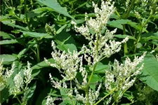 Persicaria polymorpha