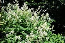 Persicaria polymorpha