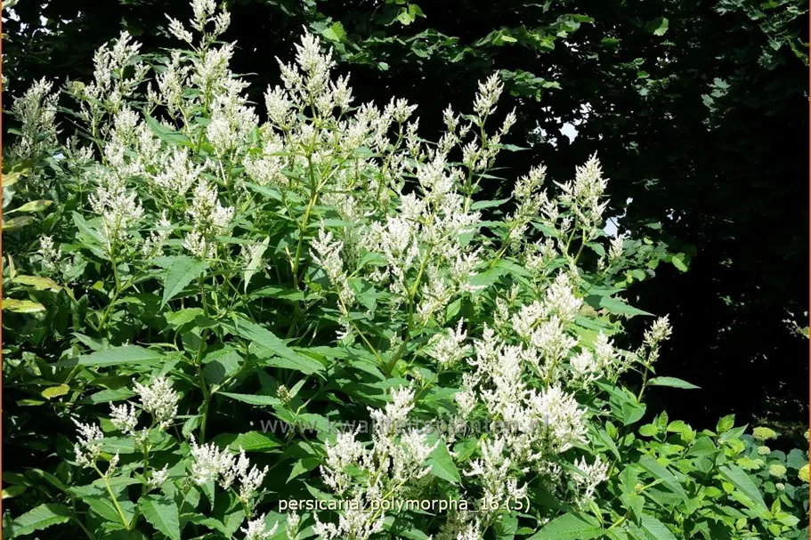 Persicaria polymorpha