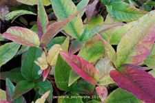 Persicaria polymorpha