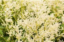 Persicaria polymorpha