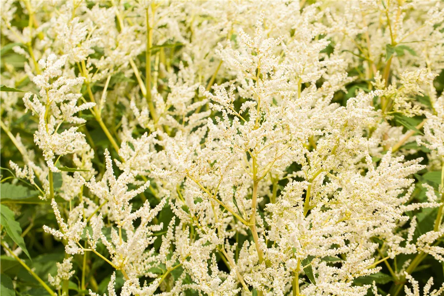 Persicaria polymorpha
