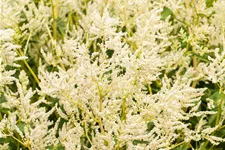 Persicaria polymorpha