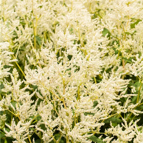 Persicaria polymorpha