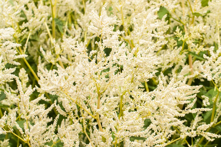 Persicaria polymorpha