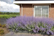 Perovskia atriplicifolia 'Little Spire'®