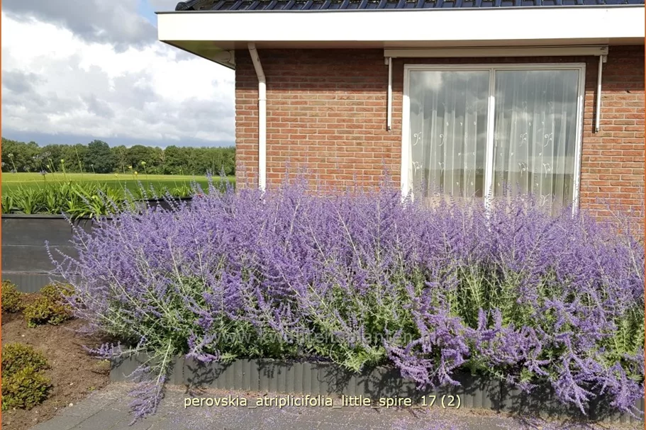 Perovskia atriplicifolia 'Little Spire'®